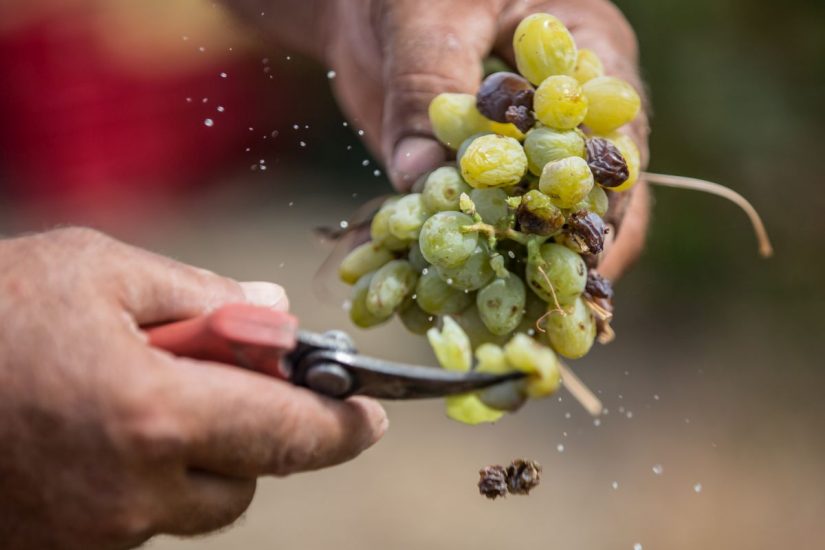 Un grappolo d’uva