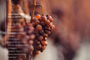 I Vini di WineNews - N. 241