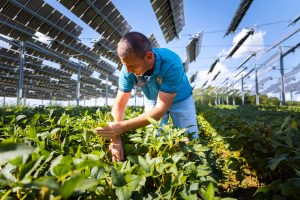 L’agrivoltaico fa impennare il mercato dell’affitto dei terreni: la tendenza da Fieragricola Tech L’agrivoltaico fa impennare il mercato dell’affitto dei terreni: la tendenza da Fieragricola Tech