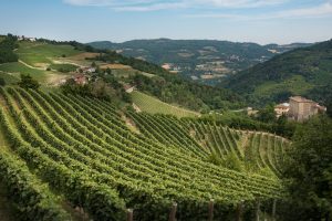 2022, a positive year for Italian wine: signals from Consortiums, from Franciacorta to Collio