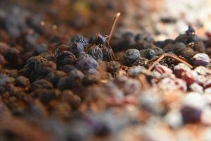 Da “Amarone Opera Prima” a “BuyWine” & la “Settimana delle Anteprime di Toscana”, ecco gli eventi Da “Amarone Opera Prima” a “BuyWine” & la “Settimana delle Anteprime di Toscana”, ecco gli eventi