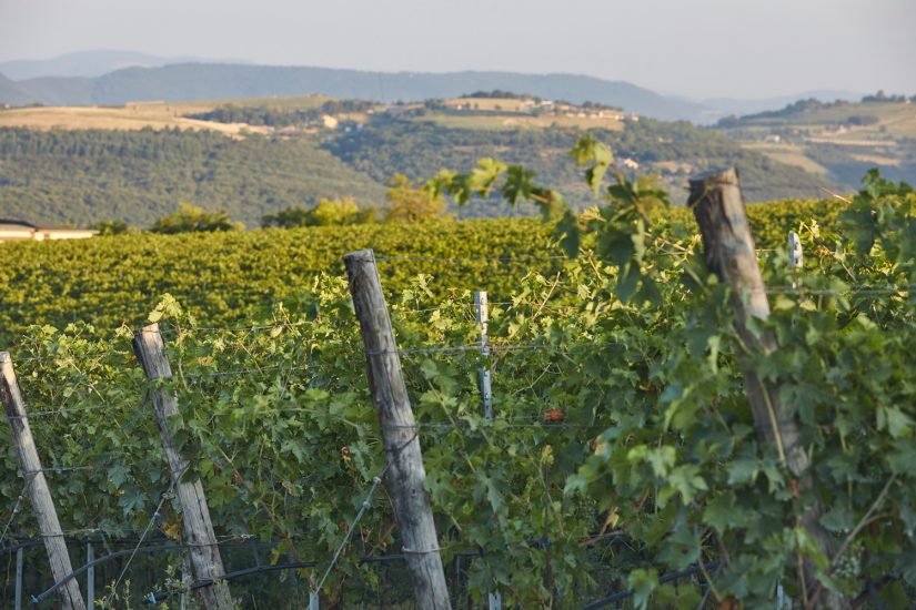 La cantina La Giuva, da Malesani a Signorvino