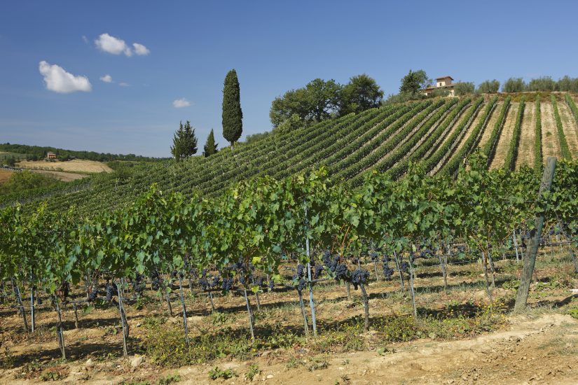 Chianti Classico: crescono i valori. Arrivano le Uga in etichetta