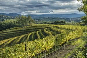 2022, un anno positivo per il vino italiano: i segnali dai Consorzi, dal Franciacorta al Collio
