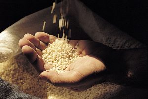 Consorzio di Tutela, Riso Vialone Nano Veronese Igp