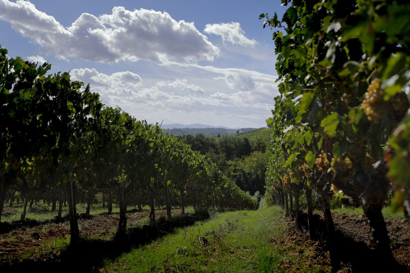 Consorzio di Tutela Vernaccia di San Gimignano - filari di Vernaccia