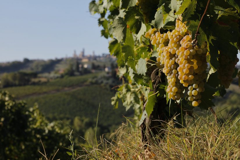 Consorzio di Tutela Vernaccia di San Gimignano - borgo sullo sfondo con grappolo di vernaccia