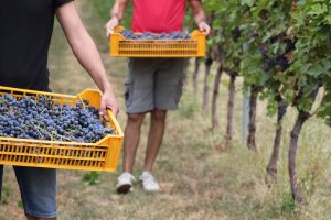 Amarone: cambiamenti climatici e annata 2018