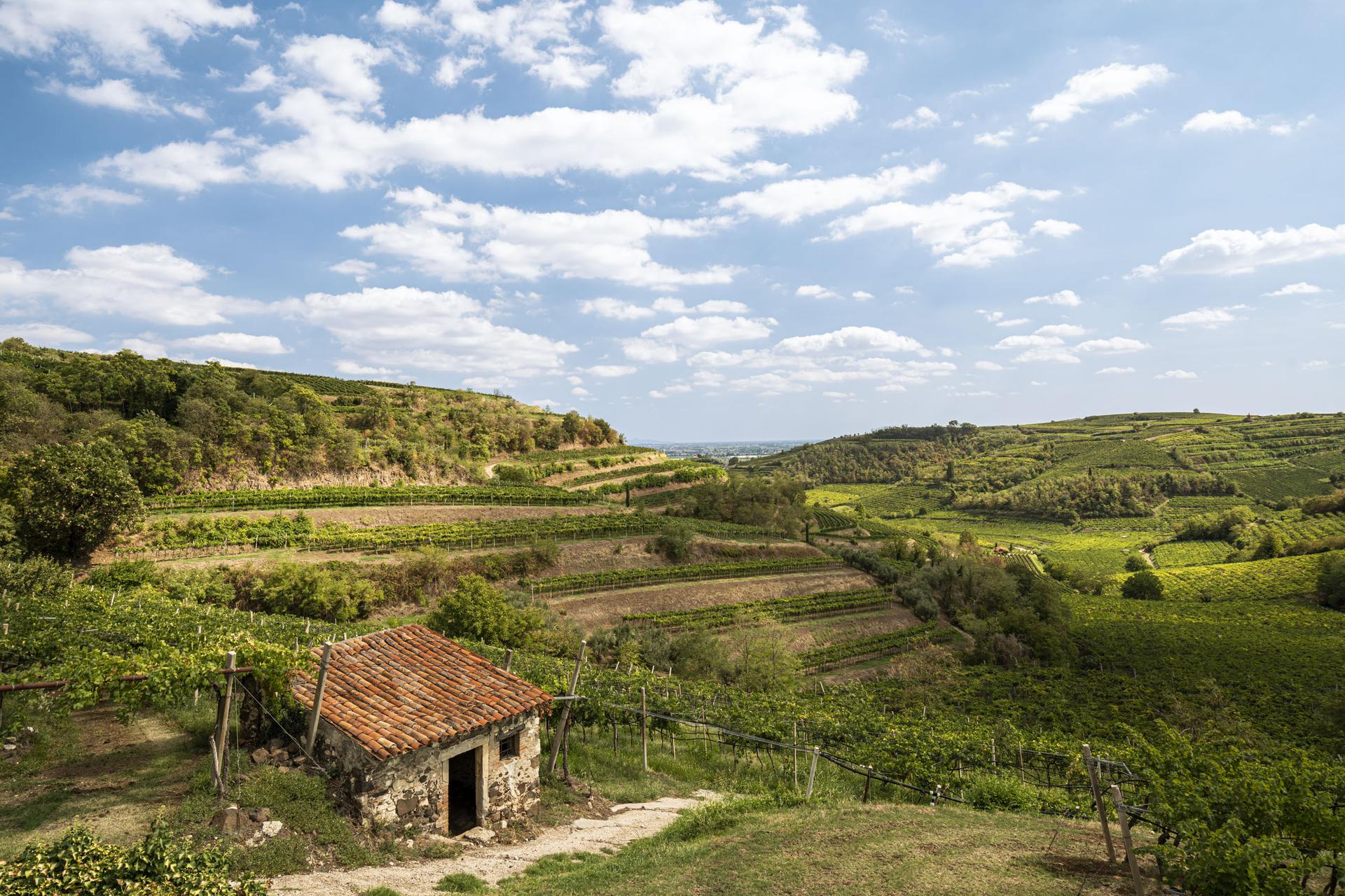 bottiglia da 1 litro, tappo vite, in cestelli da 12 bottiglie – Vini Pavan