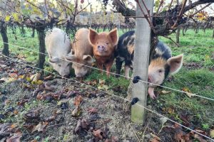 Nella Champagne si chiamano i maiali per pulire i vigneti, in nome della sostenibilità 