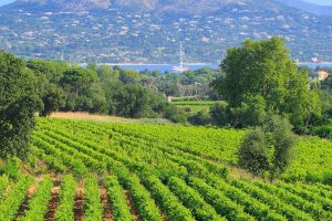 Lvmh torna ad investire in Provenza: acquisita la maggioranza della griffe Minuty