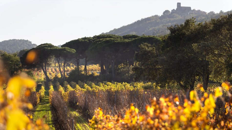 Minuty, azienda leader della Provenza