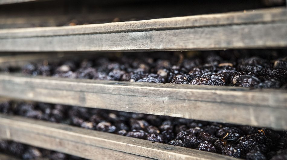 Una fase della produzione di prugne a Castello Banfi