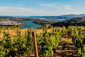 Francia, dopo Bordeaux anche il Rodano pensa all&rsquo;espianto di 2-3.000 ettari vitati