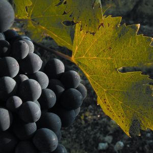 Il miglior giovane enologo? Lo elegge il &ldquo;Premio Gambelli&rdquo; dedicato al &ldquo;maestro del Sangiovese&rdquo;