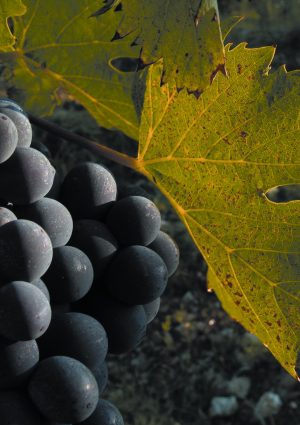 Il miglior giovane enologo? Lo elegge il &ldquo;Premio Gambelli&rdquo; dedicato al &ldquo;maestro del Sangiovese&rdquo;