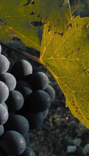 Il miglior giovane enologo? Lo elegge il &ldquo;Premio Gambelli&rdquo; dedicato al &ldquo;maestro del Sangiovese&rdquo;
