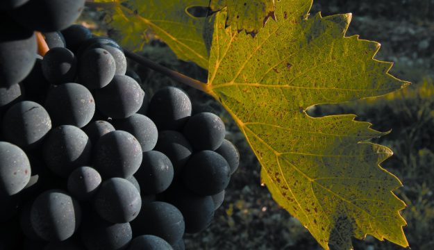 Il miglior giovane enologo? Lo elegge il &ldquo;Premio Gambelli&rdquo; dedicato al &ldquo;maestro del Sangiovese&rdquo;