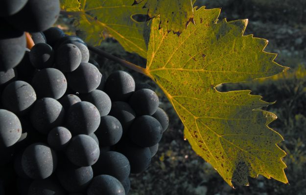 ENOLOGI, GIULIO GAMBELLI, PREMIO GAMBELLI, SANGIOVESE, TOSCANA, Italia