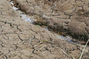 La siccità spaventa l’Italia e l’Europa. Mentre in Uk inizia a mancare la verdura. Così Coldiretti