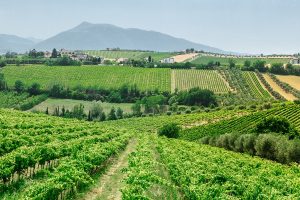 Doc e Docg, pilastri del vino italiano, da aggiornare. Tra commissioni di assaggio e disciplinari Doc e Docg, pilastri del vino italiano, da aggiornare. Tra commissioni di assaggio e disciplinari