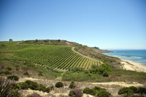 Vendemmia 2024 già al via: i primi grappoli cadranno domani, 18 luglio, in Sicilia, da Settesoli