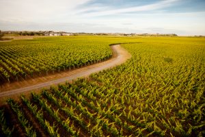 L’emisfero Sud del mondo va verso la vendemmia, ma fa i conti con eventi climatici estremi 
