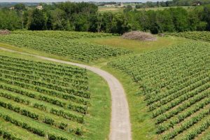 Francia, nel 2022 i costi di produzione in viticoltura sono cresciuti del +5/10%