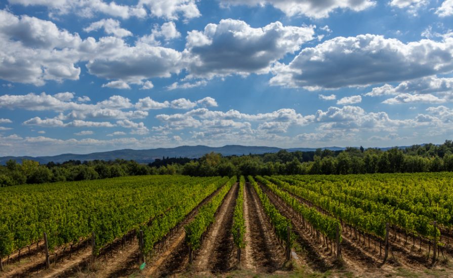 I vigneti de Il Borro 