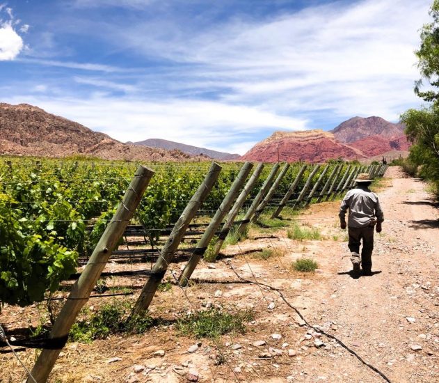 Antropo Wines, nella Regione di Jujuy, in Argentina