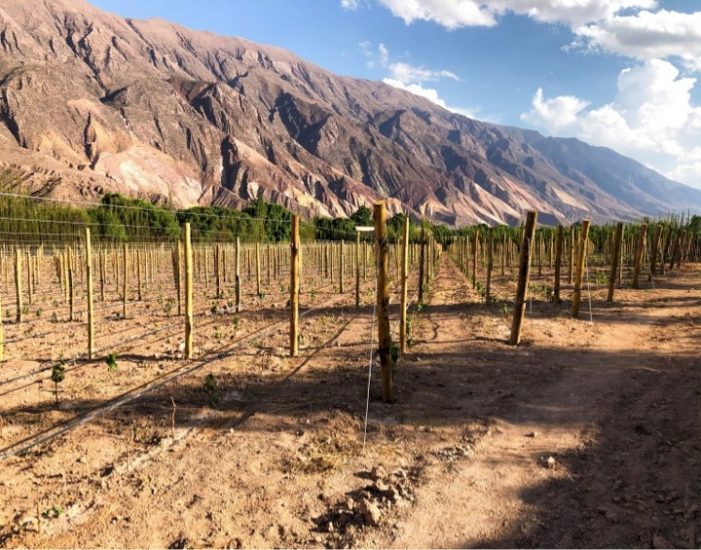 Antropo Wines, nella Regione di Jujuy, in Argentina
