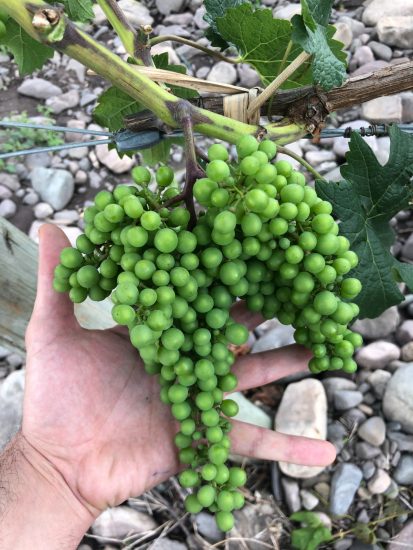 Antropo Wines, nella Regione di Jujuy, in Argentina