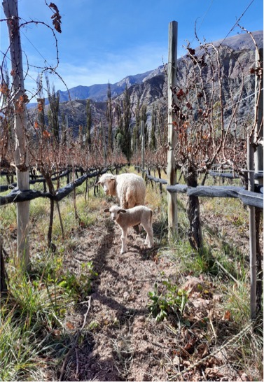Antropo Wines, nella Regione di Jujuy, in Argentina