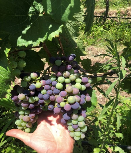 Antropo Wines, nella Regione di Jujuy, in Argentina