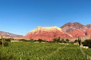 Così il cambiamento climatico rivoluzionerà la geografia del vino, tra vecchi e nuovi territori