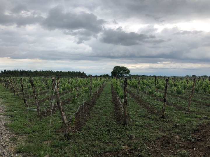 Antropo Wines, nella Regione di Jujuy, in Argentina