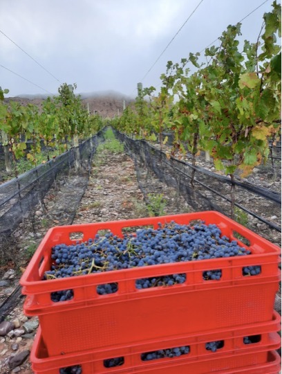 Antropo Wines, nella Regione di Jujuy, in Argentina