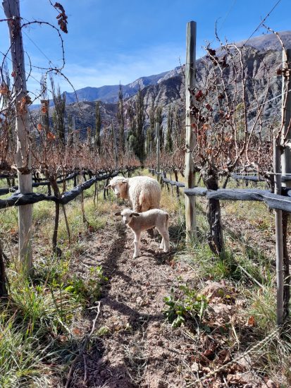 Antropo Wines, nella Regione di Jujuy, in Argentina