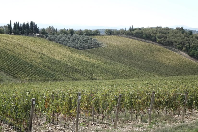Chianti Classico: crescono i valori. Arrivano le Uga in etichetta