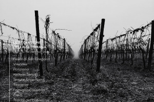 I Vini di WineNews - N. 244