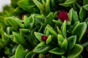 Piante gourmet nell’alta ristorazione: cresce l’interesse per nuove specie, come le succulente