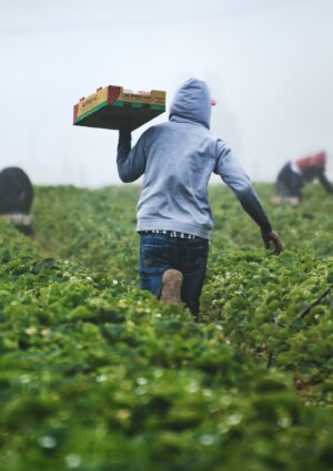 &ldquo;Coltiviamo Agricoltura Sociale&rdquo;, quando le imprese stringono un patto con etica e territori&nbsp;