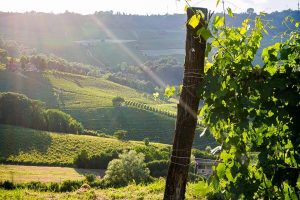 Il segreto del Barolo