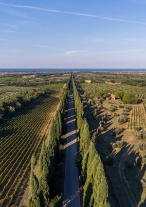 Quell&rsquo;elettrodotto in Toscana che rischia di far comparire tralicci dell&rsquo;alta tensione a Bolgheri