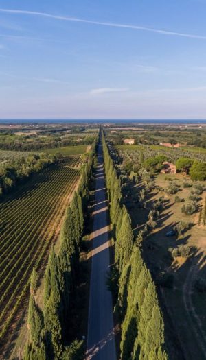 Quell&rsquo;elettrodotto in Toscana che rischia di far comparire tralicci dell&rsquo;alta tensione a Bolgheri
