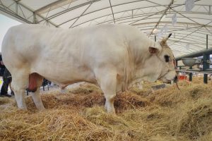 Gli italiani mangiano meno carne ma sono sempre pi&ugrave; attenti alla qualit&agrave;