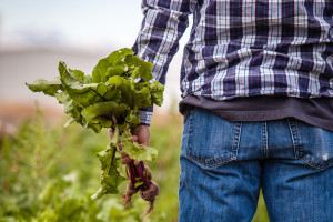 “Click day” in Italia, lavoratori stranieri in arrivo in campagna. Ma ne servirebbero di più