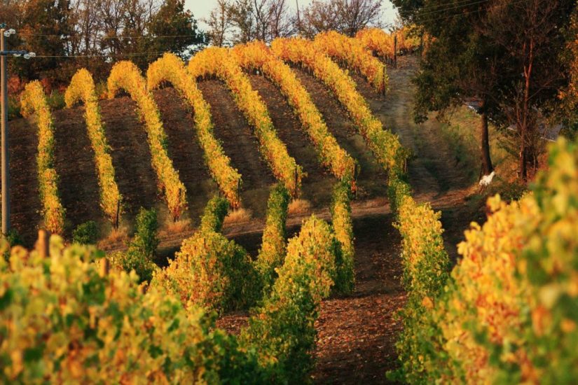 “Derthona Due.Zero”, l’“Anteprima” del Timorasso a Tortona