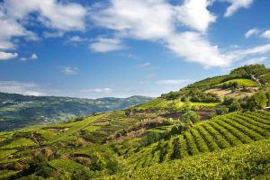 Nasce l’Associazione dei Paesaggi Rurali di Interesse Storico “custodi” della nostra agricoltura