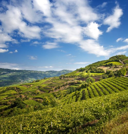 Le Colline Vitate del Soave